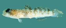 Image of Hetereleotris apora (Poreless goby)