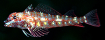 Image of Helcogramma atauroensis (Red-anal triplefin)