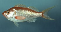 Image of Baldwinella aureorubens (Streamer bass)