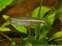 Image of Hemigrammus bellottii 