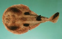 Image of Heteronarce bentuviai (Elat electric ray)