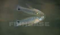 Image of Pseudoxiphophorus bimaculatus (Twospot livebearer)