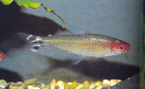 Image of Petitella bleheri (Firehead tetra)