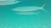 Image of Hemiramphus brasiliensis (Ballyhoo halfbeak)