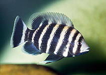 Image of Heterotilapia buettikoferi (Zebra tilapia)