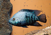 Image of Herichthys carpintis (Lowland cichlid)