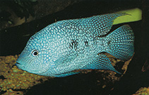 Image of Herichthys carpintis (Lowland cichlid)