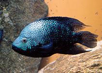 Image of Herichthys carpintis (Lowland cichlid)