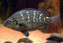 Image of Hephaestus carbo (Coal grunter)