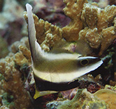 Image of Heniochus chrysostomus (Threeband pennantfish)