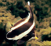 Image of Heniochus chrysostomus (Threeband pennantfish)