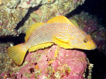 Image of Hexagrammos decagrammus (Kelp greenling)