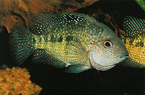 Image of Herichthys deppii (Nautla cichlid)