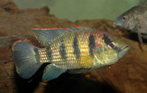 Image of Hemichromis elongatus (Banded jewel cichlid)