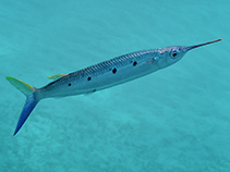 Image of Hemiramphus far (Black-barred halfbeak)