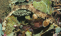 Image of Hemiscyllium freycineti (Indonesia speckled carpetshark)