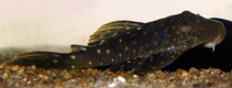 Image of Hemiancistrus fuliginosus 