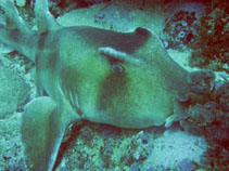 Image of Heterodontus galeatus (Crested hornshark)