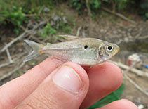 Image of Hemigrammus geisleri 