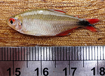 Image of Hemigrammus gracilis 