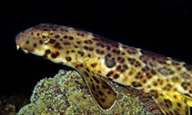 Image of Hemiscyllium halmahera (Halmahera Epaulette Shark)