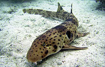 Image of Hemiscyllium henryi (Triton Epaulette shark)