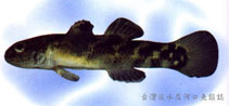 Image of Hemigobius hoevenii (Banded mulletgoby)