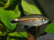 Image of Hemigrammus hyanuary (January tetra)