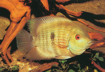 Image of Heroina isonycterina 