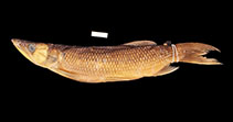 Image of Hepsetus kingsleyae 