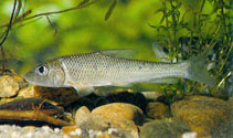 Image of Hemibarbus labeo (Barbel steed)