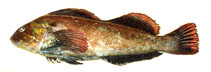 Image of Hexagrammos lagocephalus (Rock greenling)