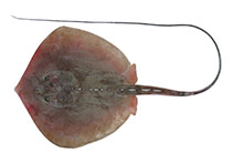 Image of Hemitrygon longicauda (Merauke stingray)