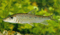 Image of Hemibarbus longirostris 