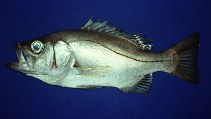 Image of Hemilutjanus macrophthalmos (Grape-eye seabass)