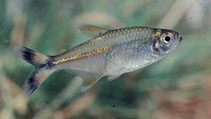 Image of Hemigrammus marginatus 