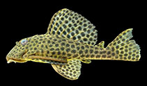 Image of Hemiancistrus medians 