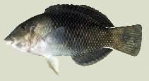 Image of Hemigymnus melapterus (Blackeye thicklip)