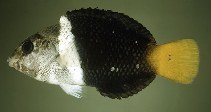 Image of Hemigymnus melapterus (Blackeye thicklip)