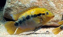 Image of Herotilapia multispinosa (Rainbow cichlid)