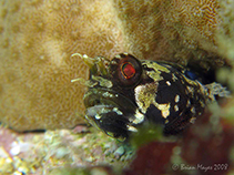 Image of Hetereleotris nasoramosa (Socotra hole-hiding goby)