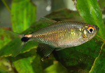 Image of Hemigrammus neptunus 