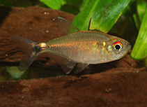 Image of Hemigrammus neptunus 