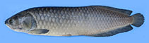 Image of Heterotis niloticus (African bonytongue)