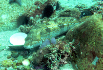 Image of Hexagrammos otakii (Fat greenling)