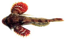 Image of Hemilepidotus papilio (Butterfly sculpin)