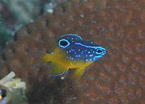 Image of Hemiglyphidodon plagiometopon (Lagoon damselfish)