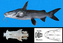 Image of Occidentarius platypogon (Cominate sea catfish)