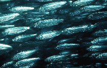 Image of Herklotsichthys quadrimaculatus (Bluestripe herring)