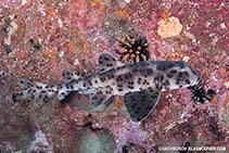 Image of Heterodontus quoyi (Galapagos bullhead shark)